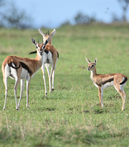 king-of-kilimanjaro-expeditions-about