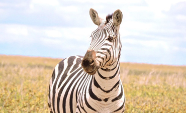 3-days-safari-serengeti-ngorongoro-crater