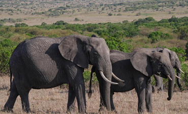5-days-tanzania-budget-safari