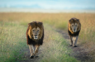 2-days-tanzania-budget-safari