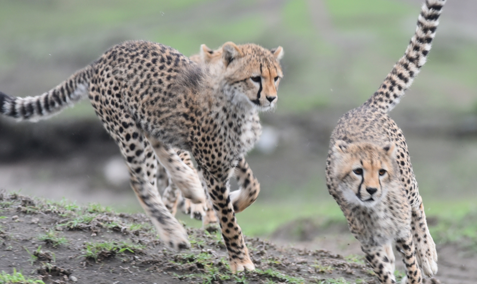 4-day-taste-of-tanzania-budget-safari