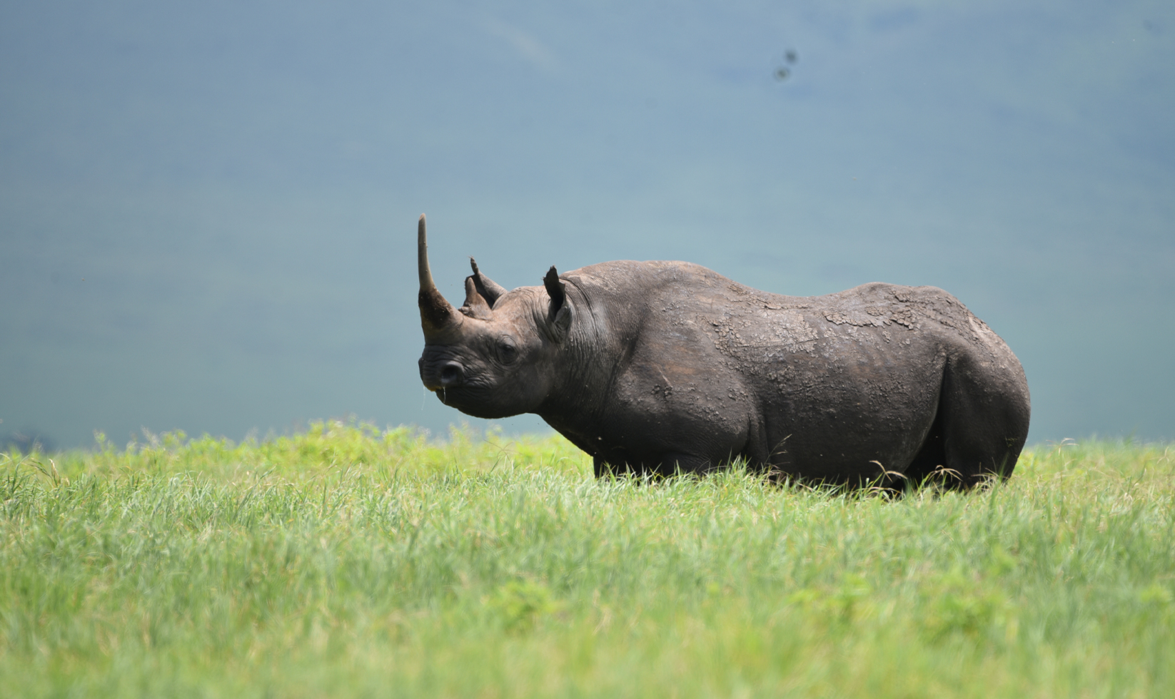 6-days-tanzania-safari-culture-materuni-waterfalls-coffee-tour